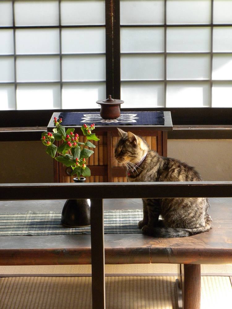 和室の猫(仮の写真)